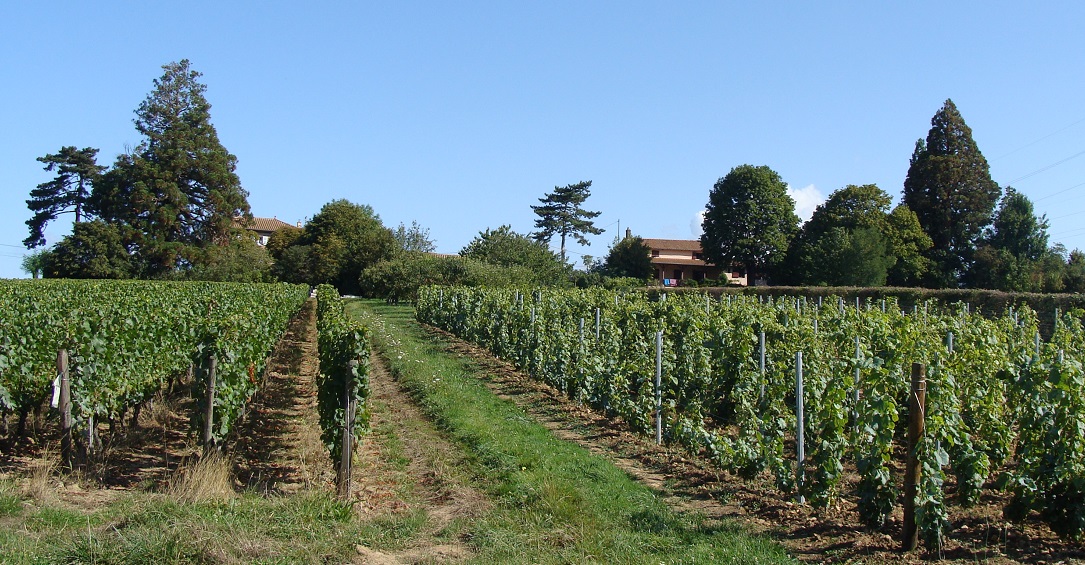 Séquoias géants à Charnay lès Mâcon