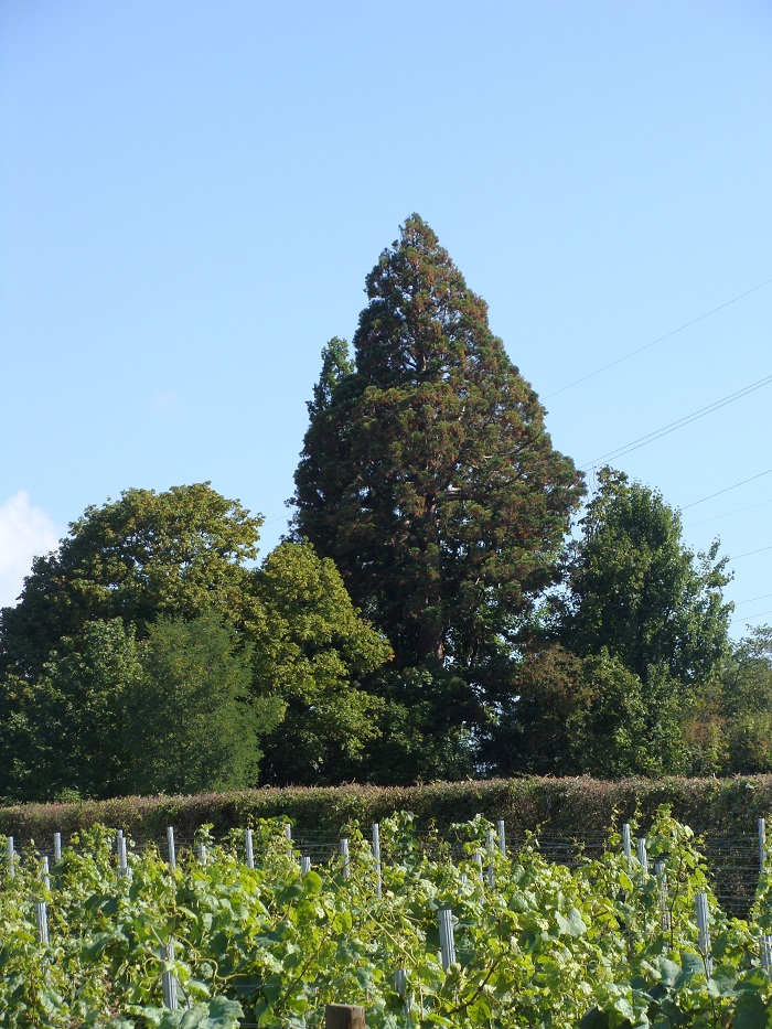 Séquoia géant à Charnay lès Mâcon