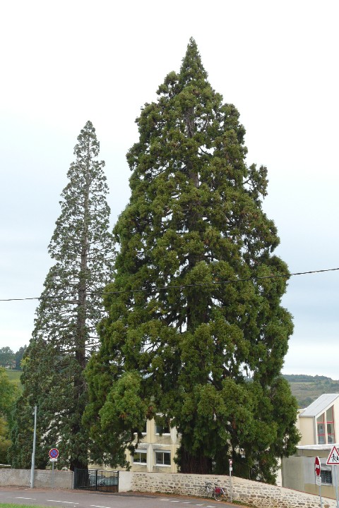 Séquoias géants à Couches