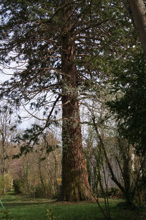 Séquoia géant 20 route de Lyon