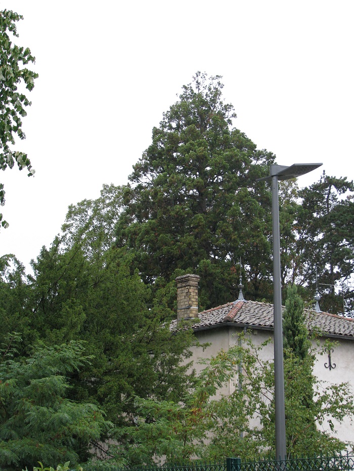 Séquoia géant à crêches sur saone