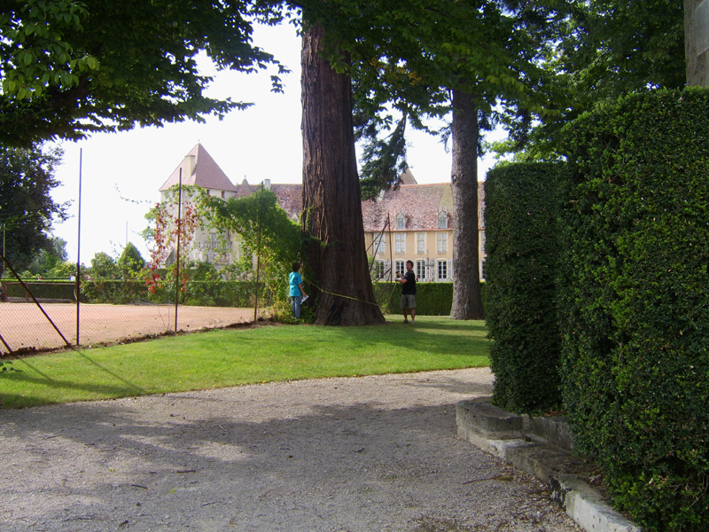 Mesure du séquoia d'Epoisses © Anne Bertrand