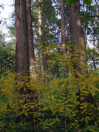 La végétation envahit l'ancien parc  © Charles Jaffelin