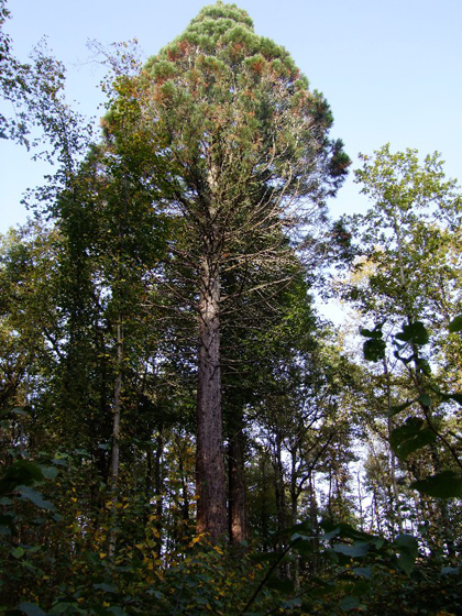 Séquoia géant à Fauverney  © Charles Jaffelin