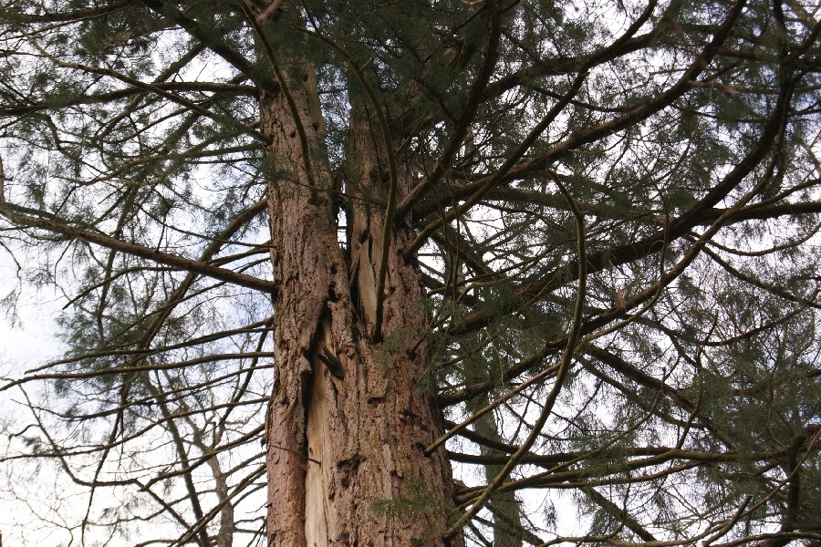 Séquoia géant éclaté