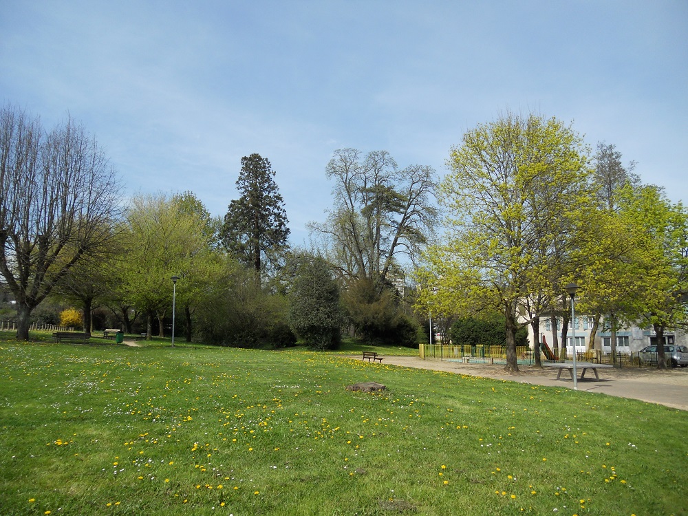 Séquoia géant à Mâcon