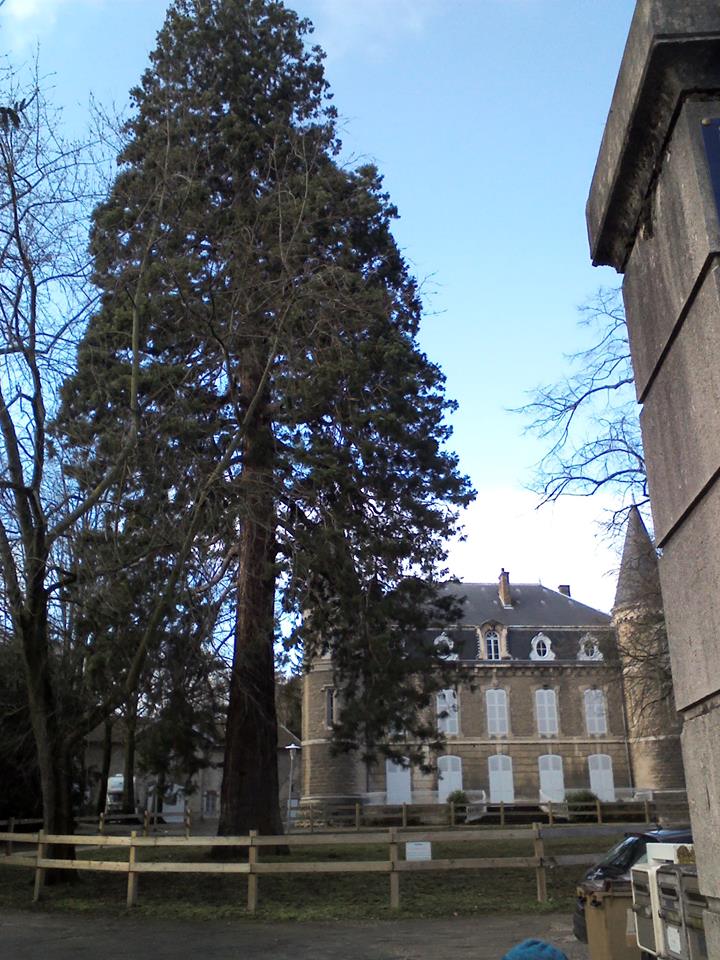 Séquoia géant à Mâcon