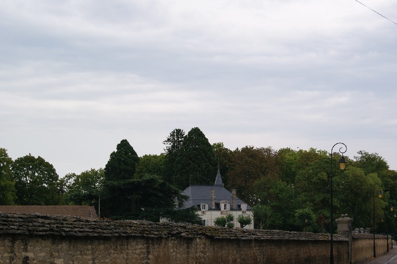 Séquoias géants à Meursault