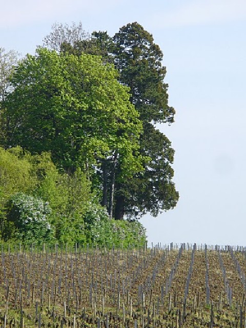 Séquoia géant à Pommard