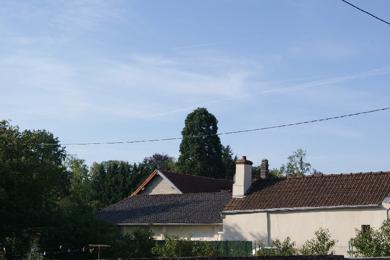 Séquoia géant à Pouilly sur Saône