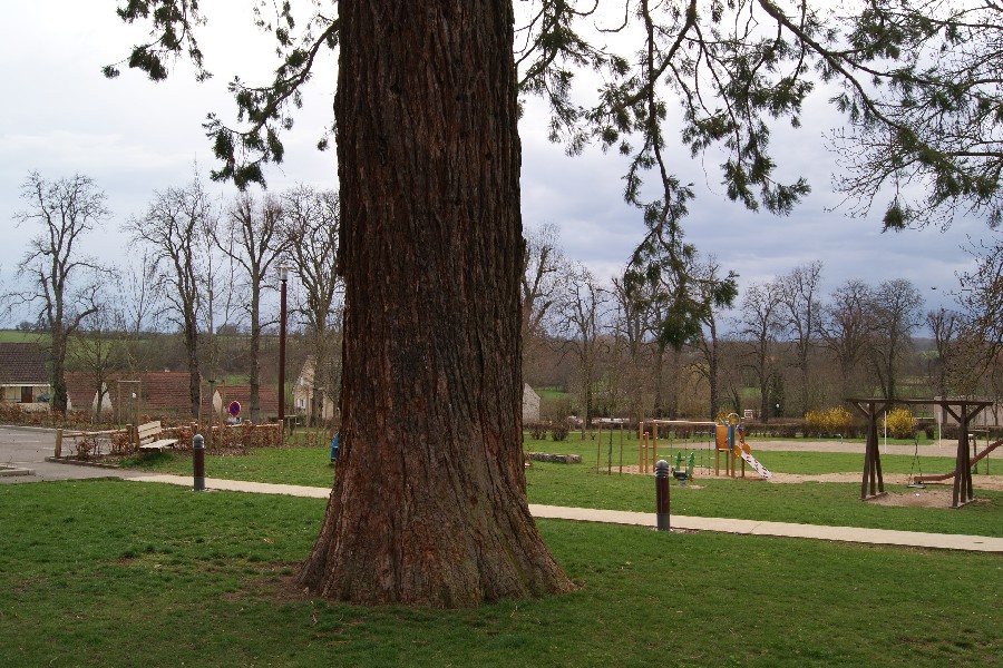 Séquoia géant au jardin public