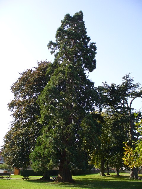 Séquoia géant au parc municipal
