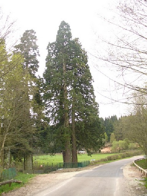 Séquoias géants à St Agnan