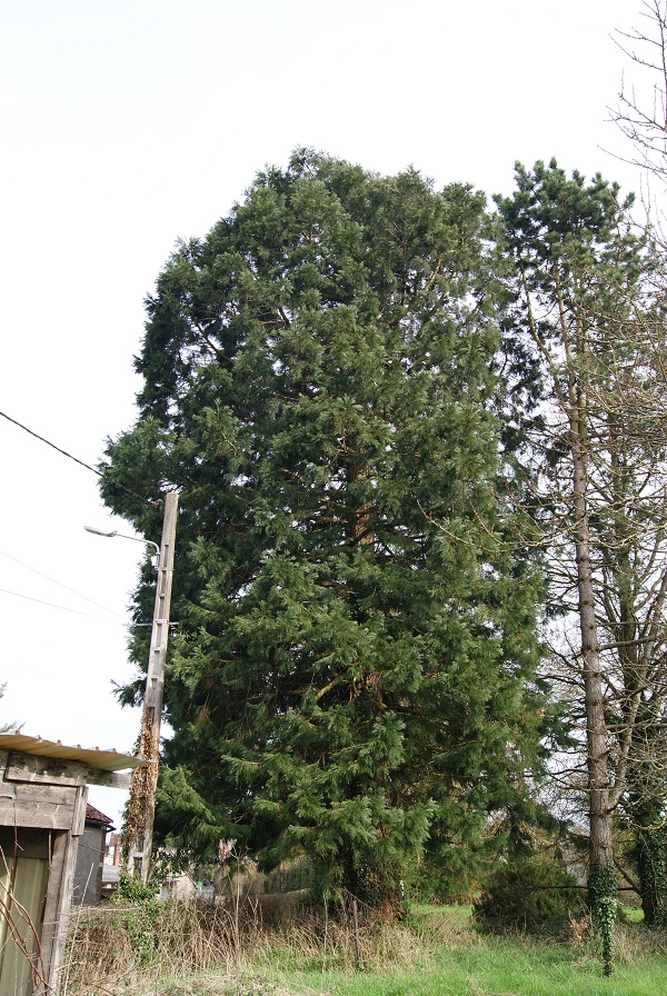 Séquoia géant à St Fargeau
