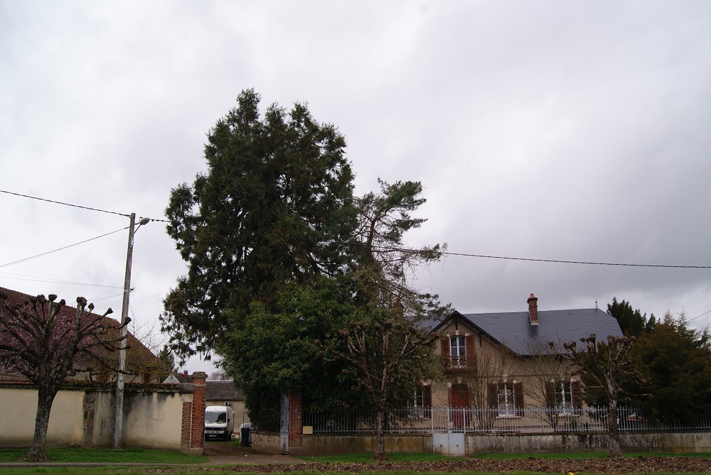 Séquoia géant à St Fargeau