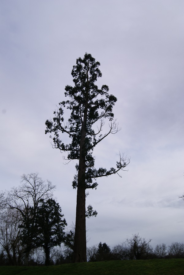 Séquoia géant à St Fargeau