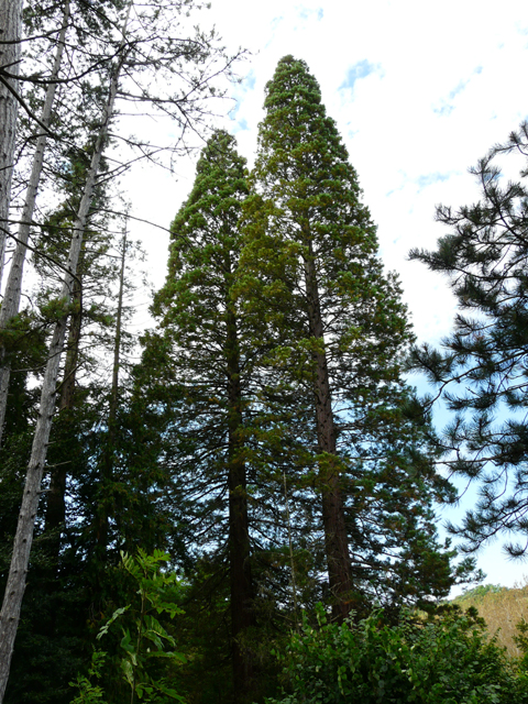 Leur profil conique traillit le "jeune" âge de ces séquoias à la croissance phénoménale © Marc Meyer