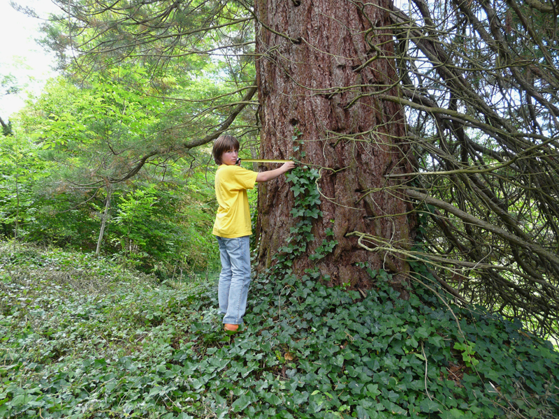 Mesurer de tels arbres demande un certain savoir-faire! Je remercie Martin pour son aide experte. © Marc Meyer