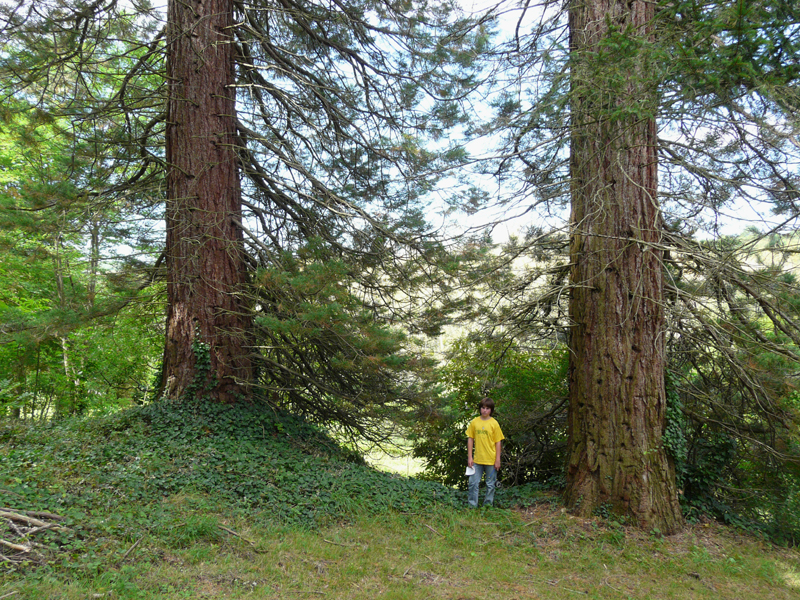 Au pied des séquoias géants de Saint-Père  © Marc Meyer