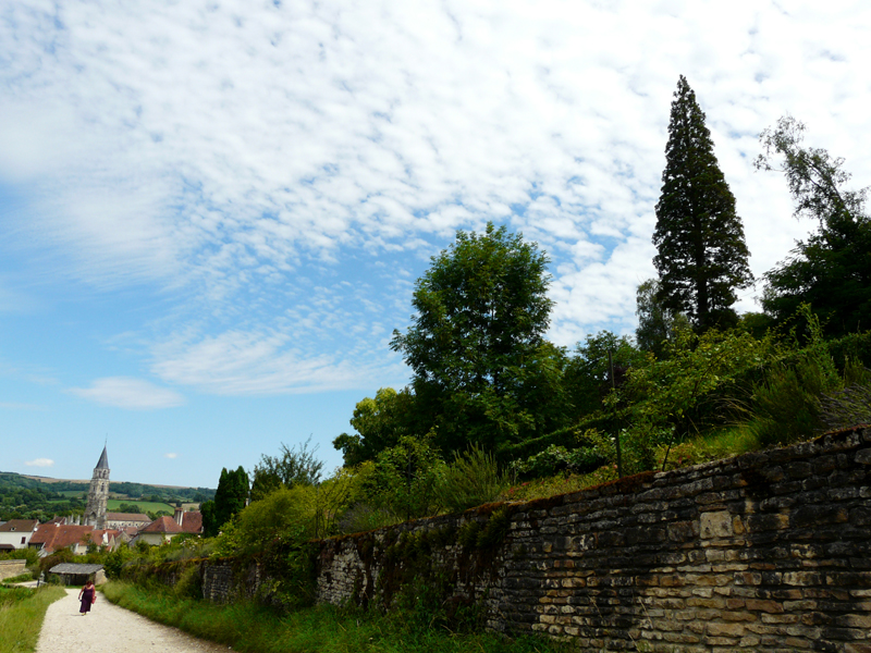 Cîmes coniques d'un séquoia et du clocher de Saint-Père © Marc Meyer