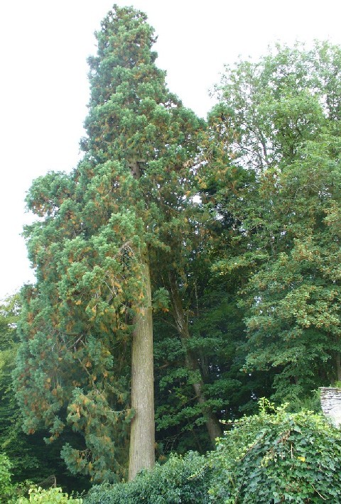 Séquoia géant à Thoisy la Berchère