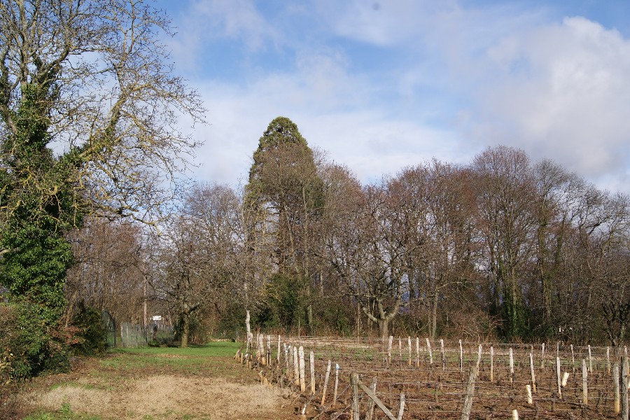 Séquoia géant à Tournus