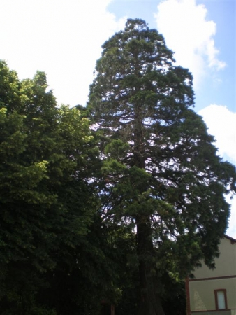 Séquoia géant à Bain de Bretagne