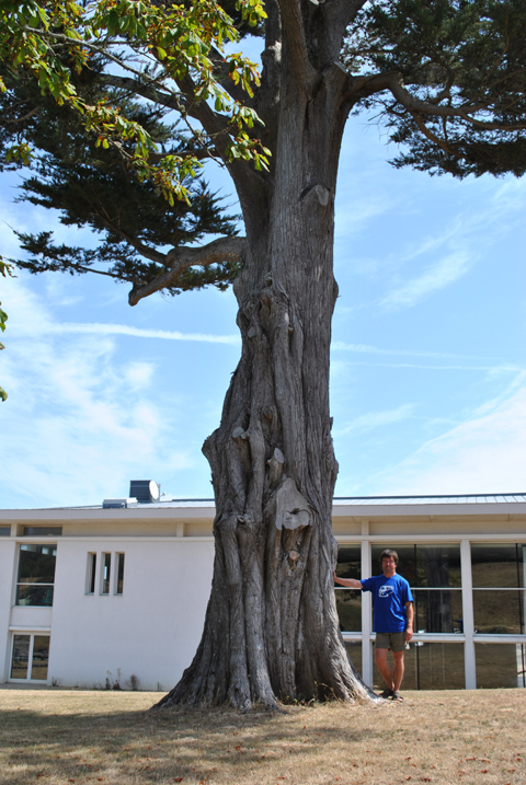 Cyprès au Palais