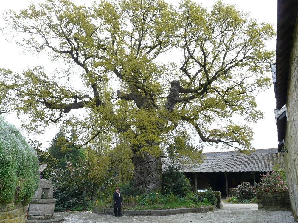 Chêne à Lignol