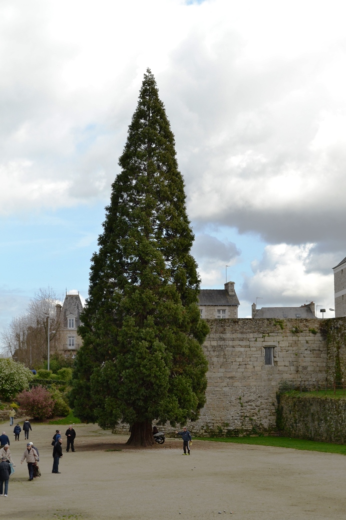 Séquoia géant à Dinan