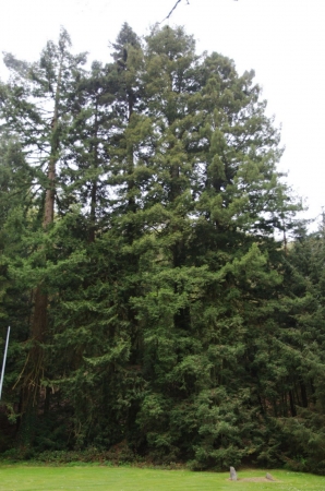Séquoias géants