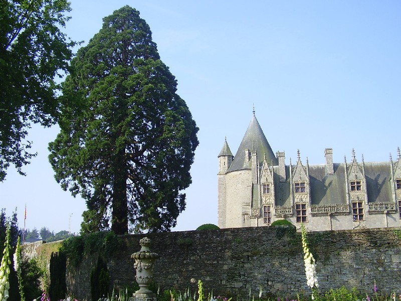 Séquoia géant dans la parc du Château de Josselin