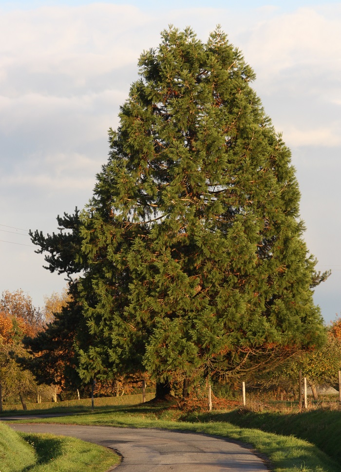 Séquoia géant à La guerche de Bretagne