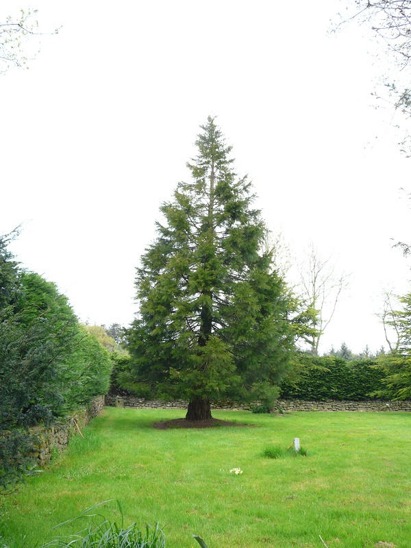 Séquoia géant à Lignol