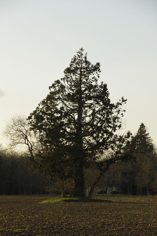 Séquoia géant à Loutehel