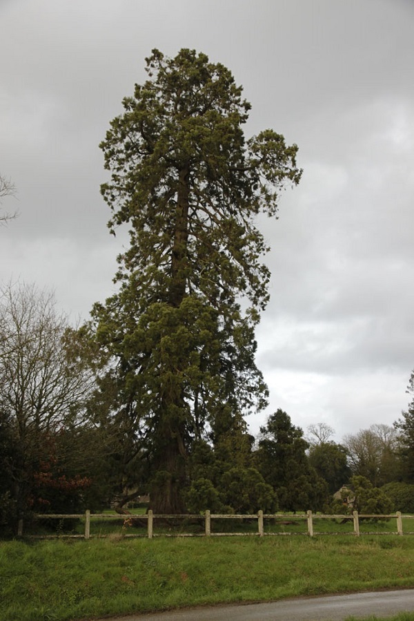 Séquoia géant à Mauron