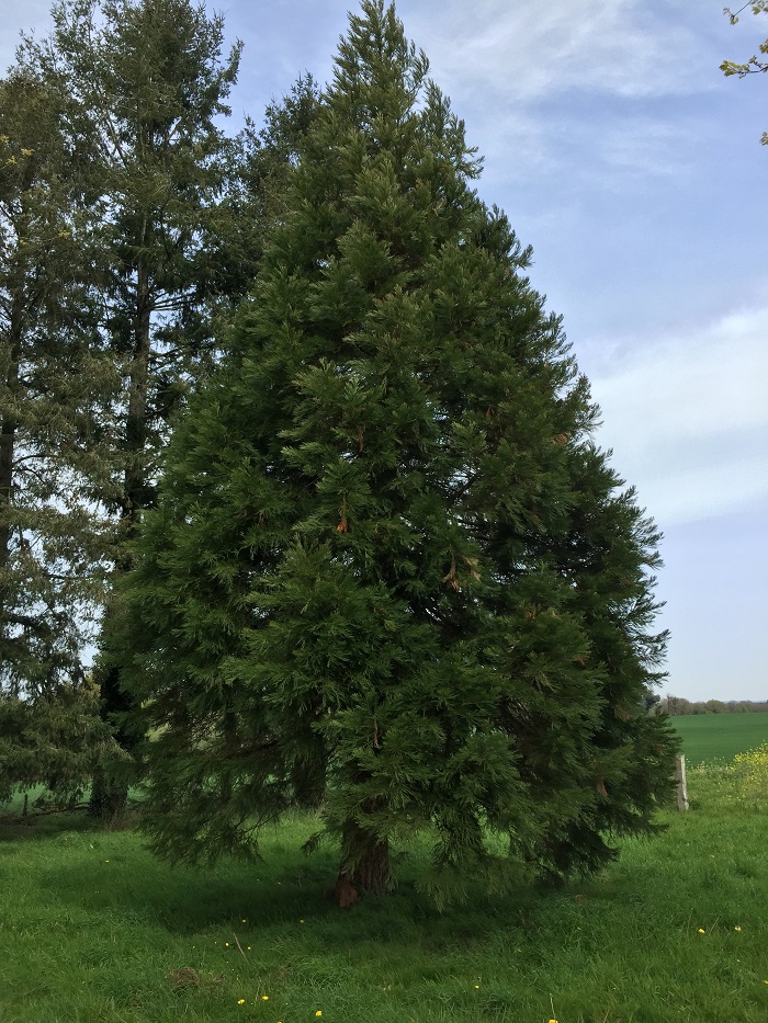 Séquoias sempervirens