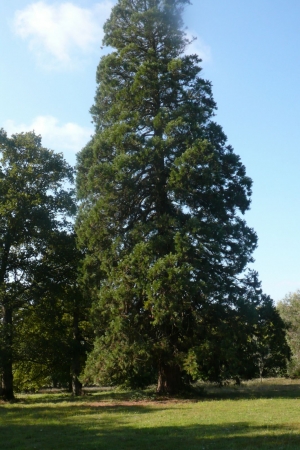 Séquoia géant à Nivillac