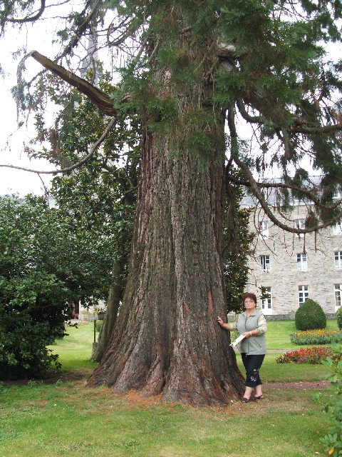 Séquoia géant à Ploërmel au lycée la Mennais