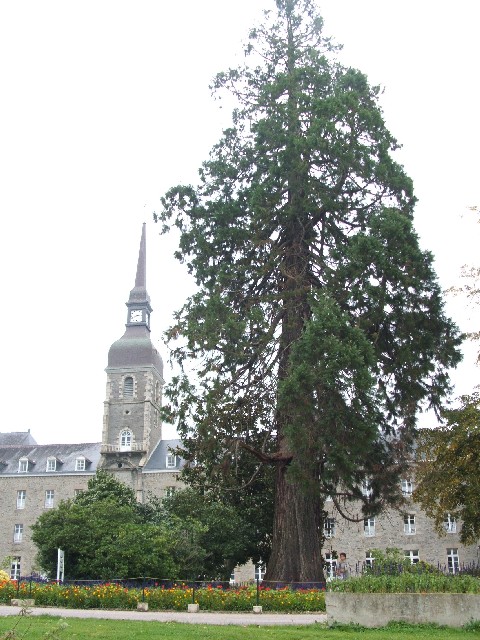 Séquoia géant à Ploërmel