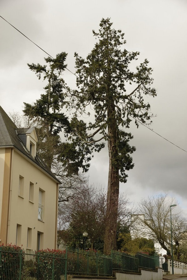 Séquoia géant à Ploërmel