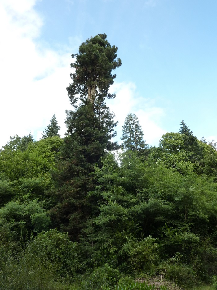 Séquoias sempervirens