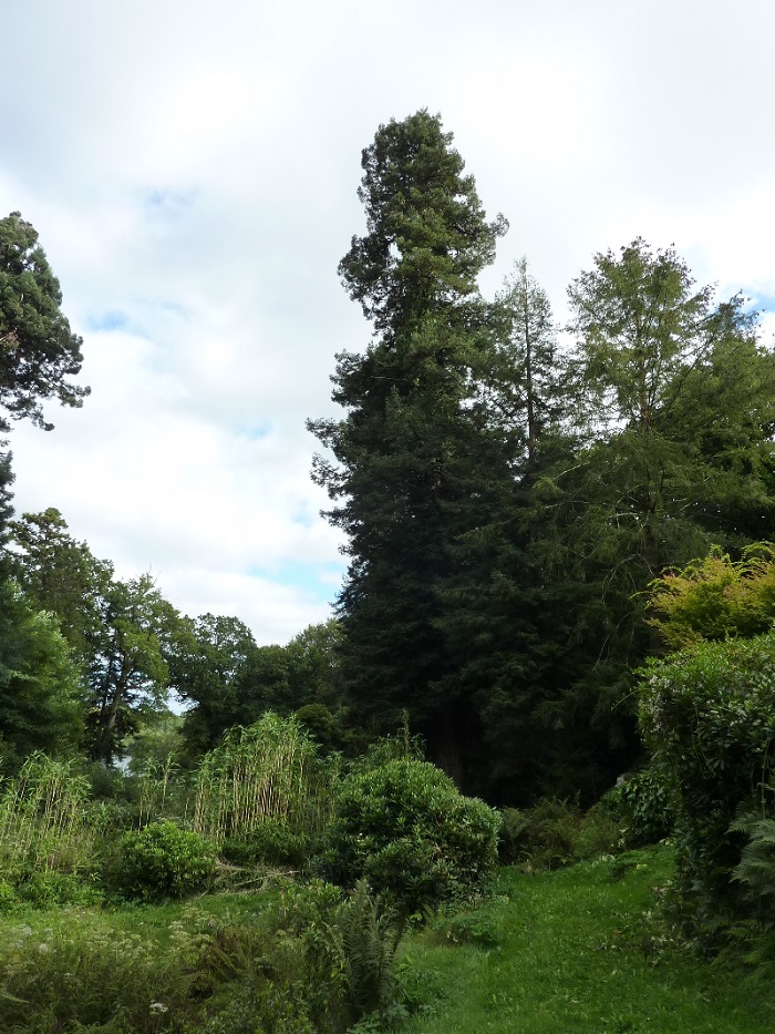 Séquoias sempervirens