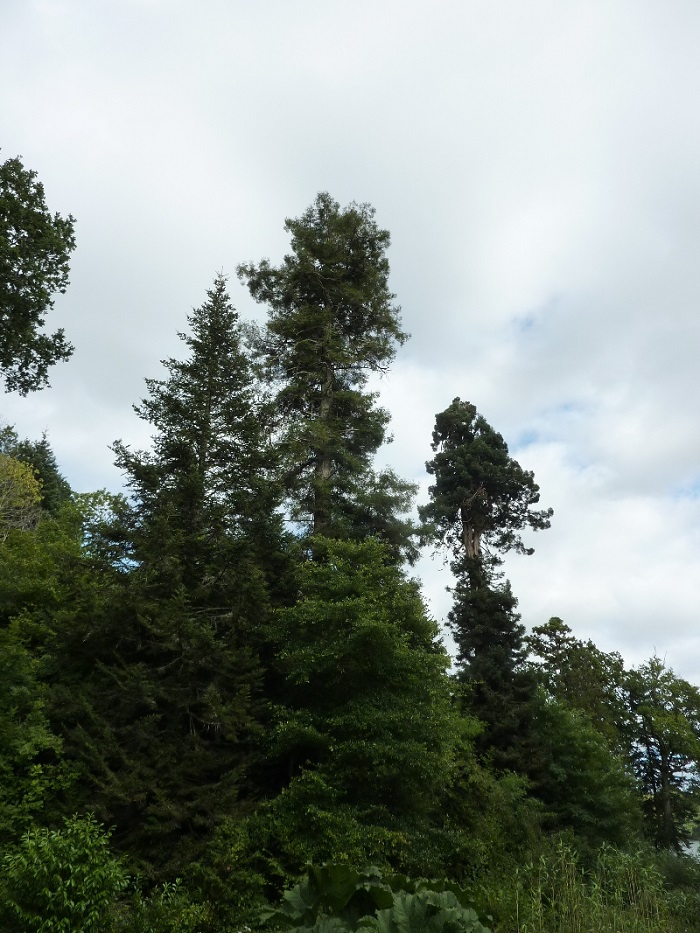 Séquoias sempervirens