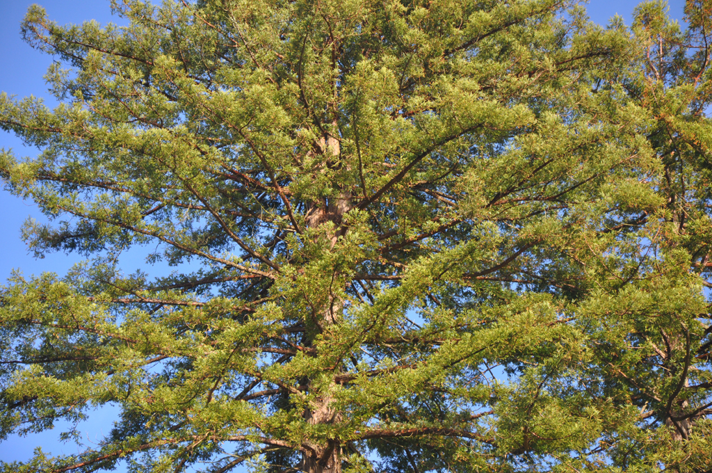 Feuillage resplendissant du redwood