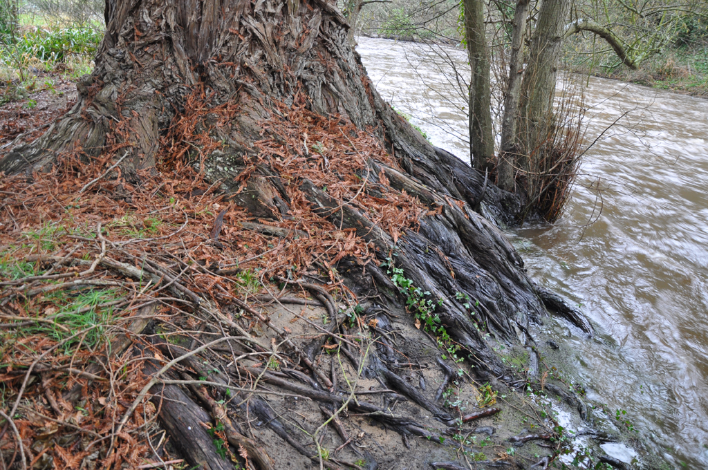 Racines plongeant dans la rivière