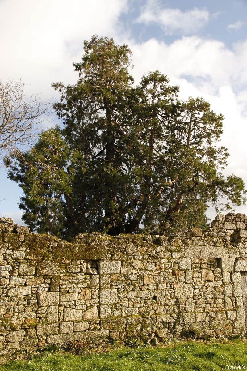 Séquoia géant à pontivy