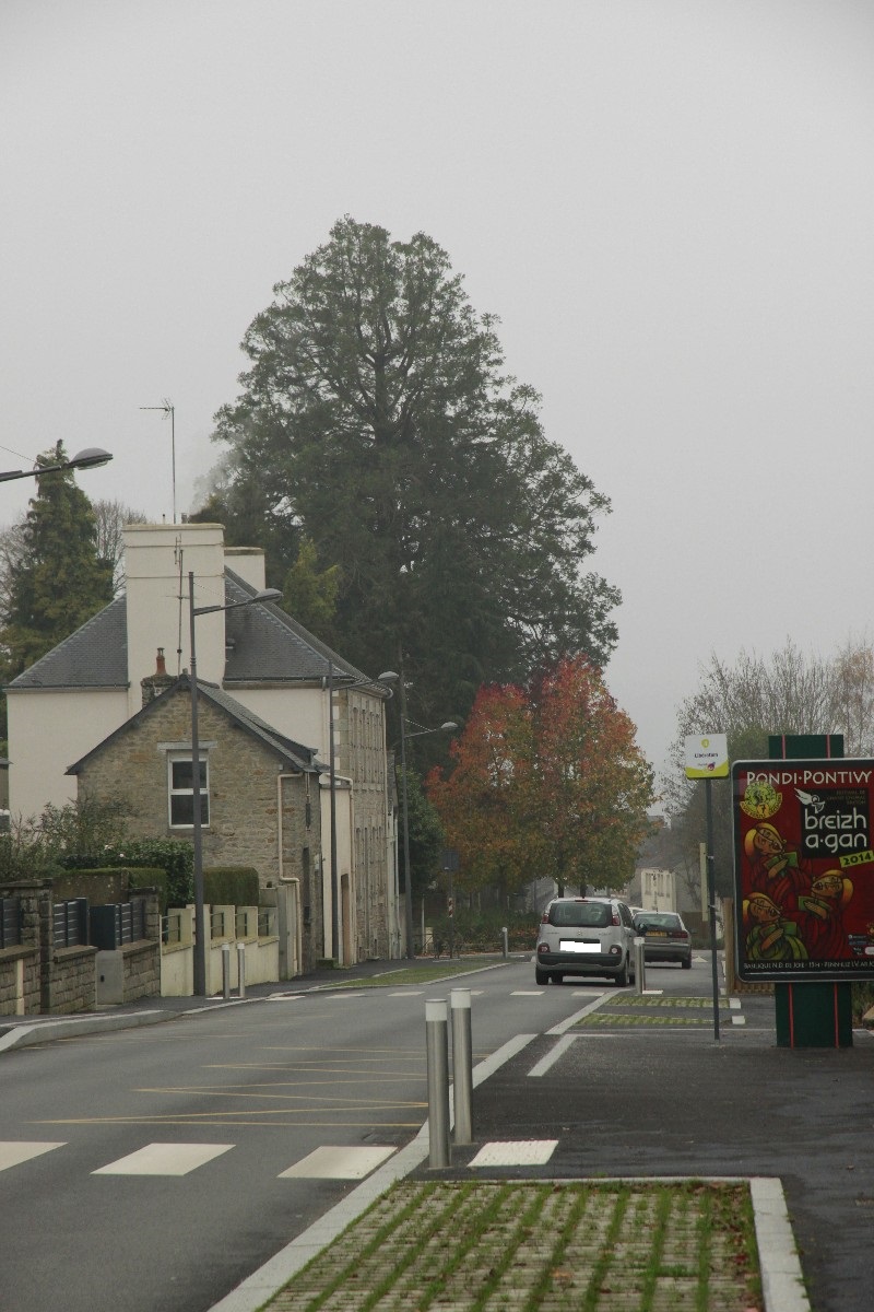 Séquoia géant à Pontivy