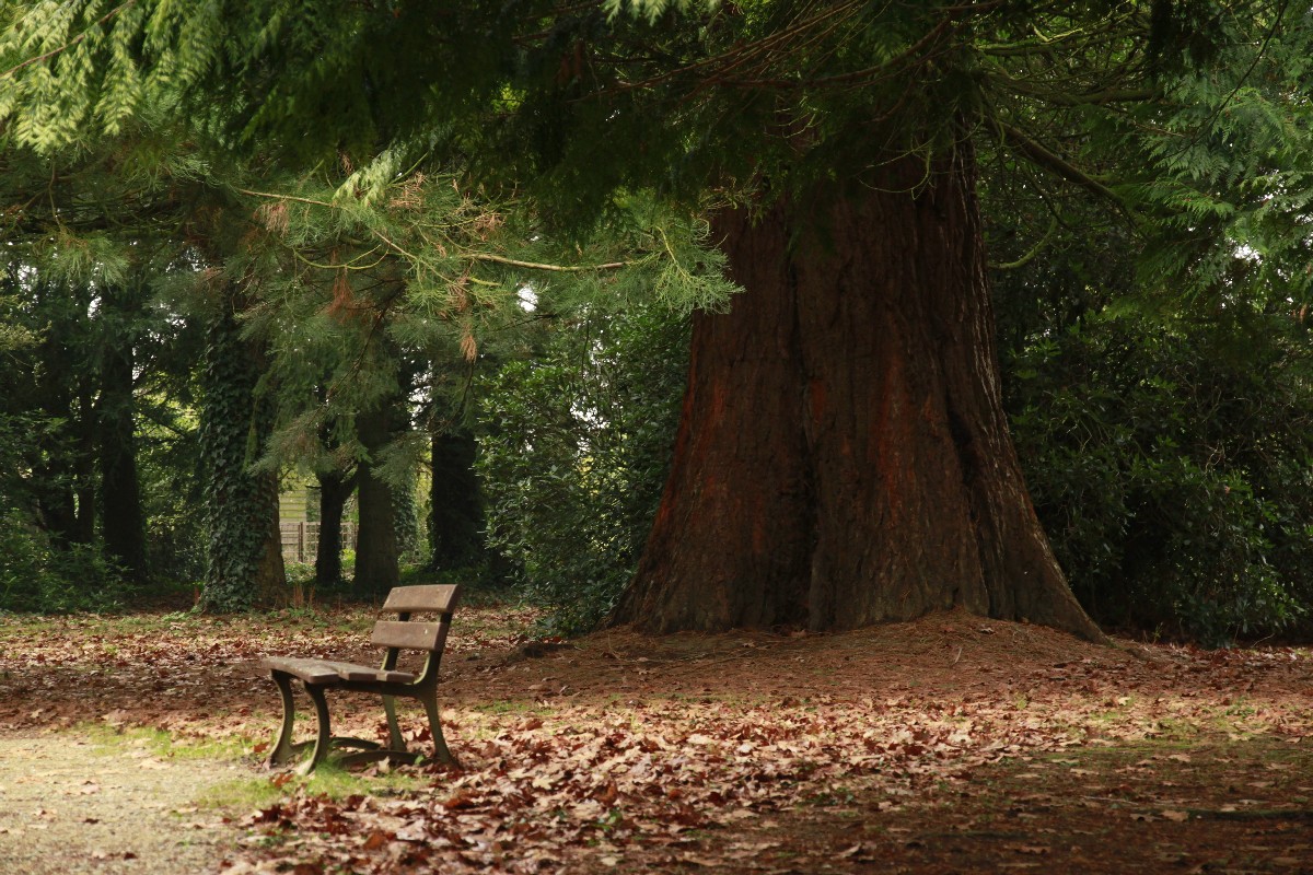 Séquoia géant à Pontivy