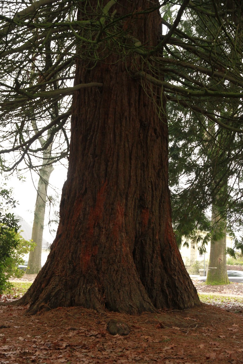 Séquoia géant à Pontivy